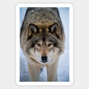 Timber Wolf Sticker